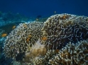Křehký korálový útes