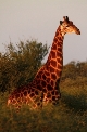 Žirafa kapská