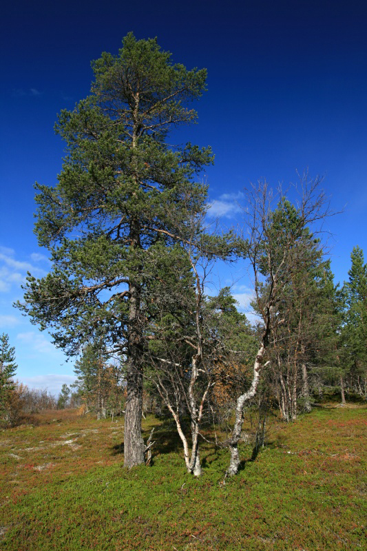 Finské lesy