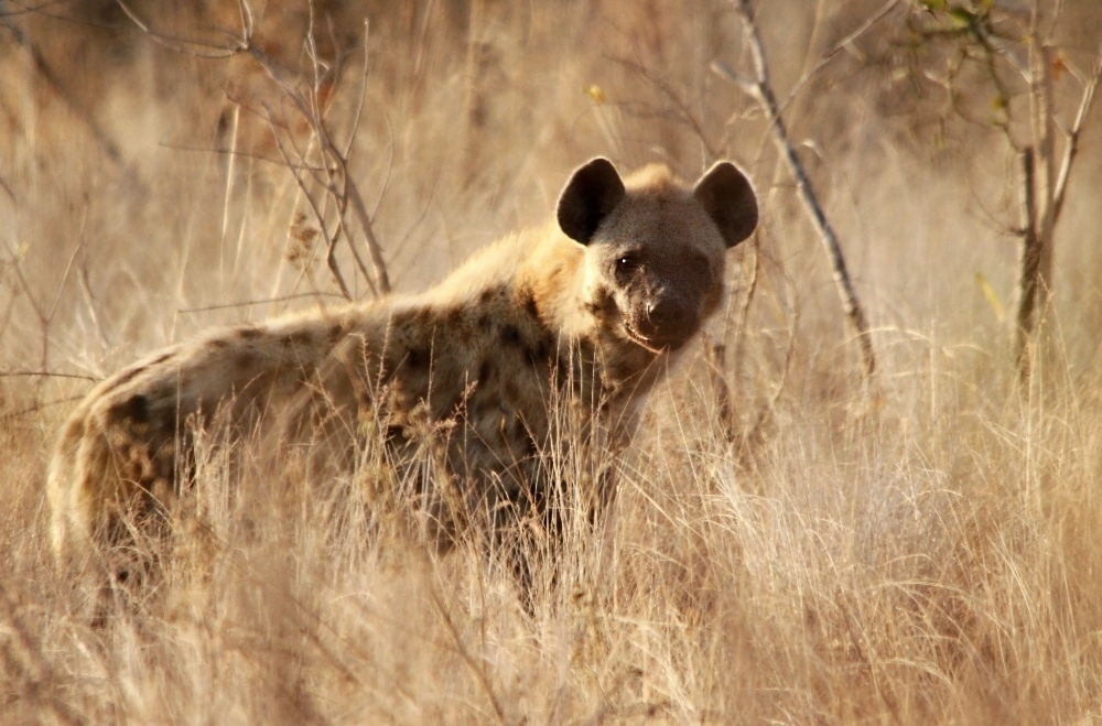 Hyena skvrnitá 