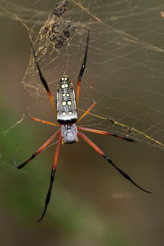 Pavouk rodu Nephila