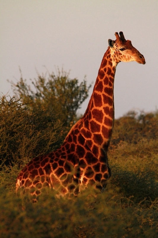 Žirafa kapská