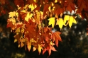Barvy podzimu