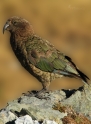 Papoušek Kea