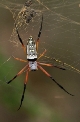 Pavouk rodu Nephila