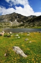 Sedum Rilských jezer